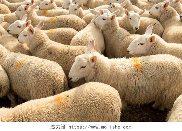 苏格兰的羊群苏格兰好奇的白羊和舒适羊毛的羊群